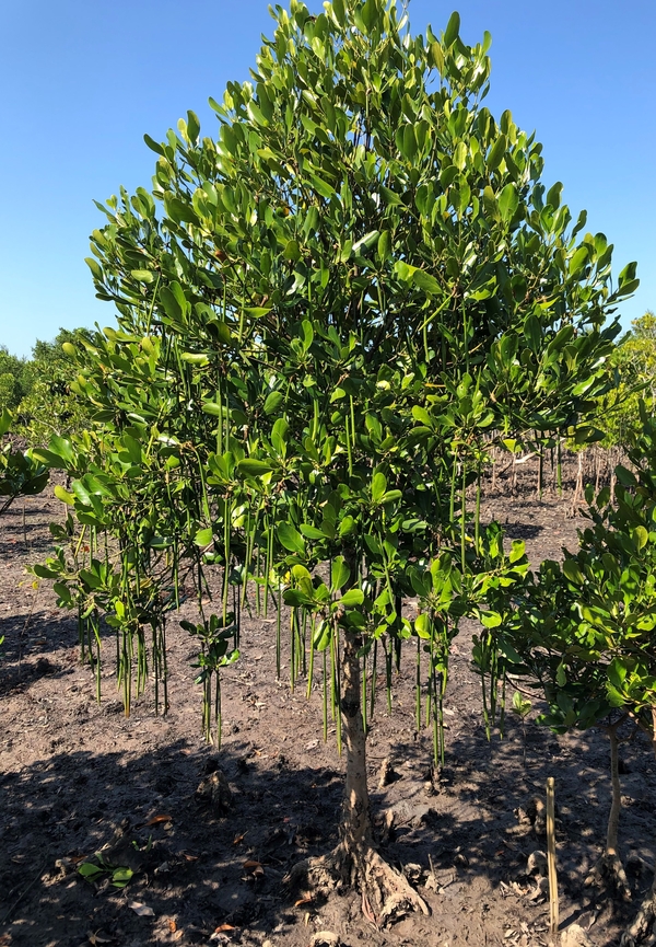 Thor Heyerdahl Climate Park i Myanmar
