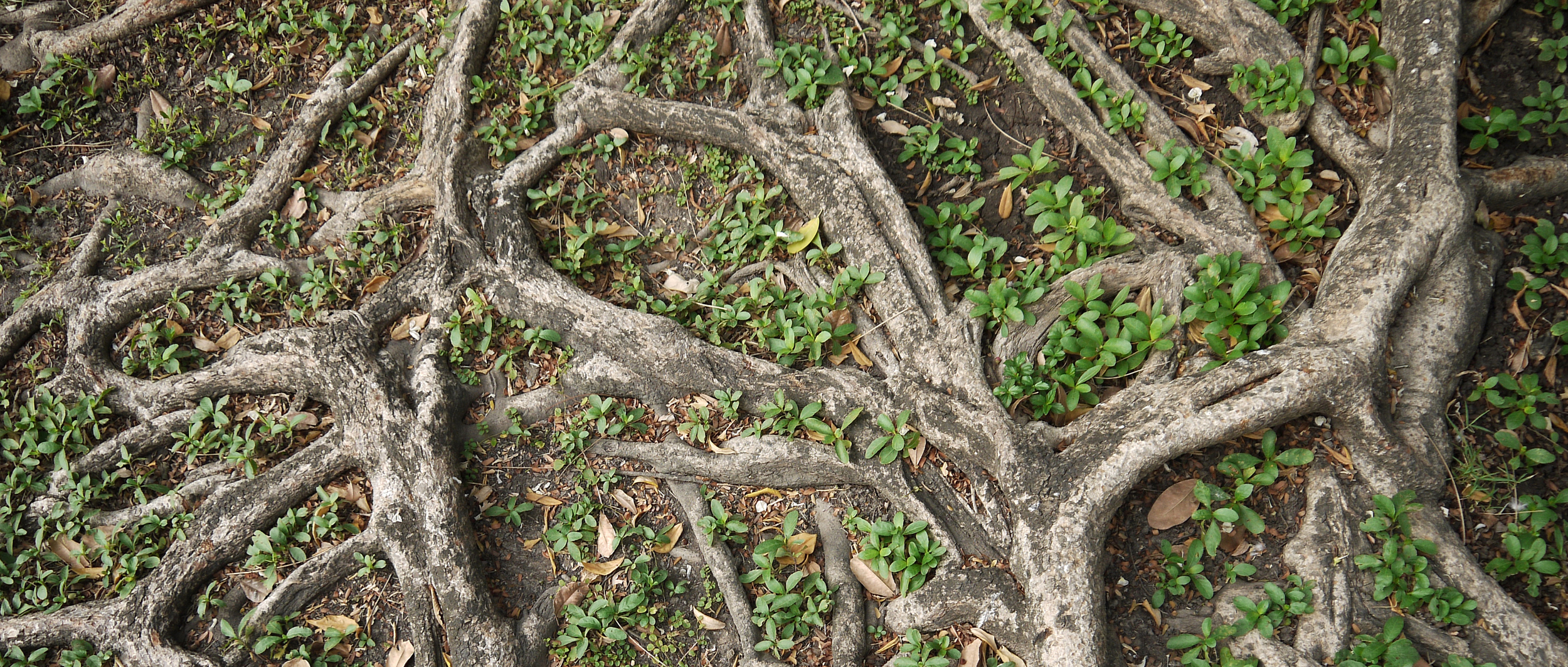 Be the cradle of sustainable design