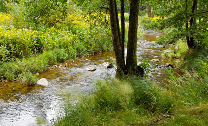 Cirkulære processer